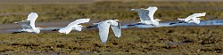 Sea of Cortez Birds  Great Heron : Great Heron