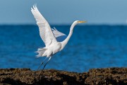 Sea of Cortez Birds  Great Heron : Great Heron