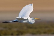 Sea of Cortez Birds  Great Heron : Great Heron