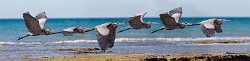 Sea of Cortez Birds  Great Blue Heron : Great Blue Heron