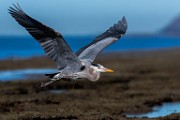 Sea of Cortez Birds  Great Blue Heron : Great Blue Heron