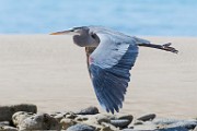 Sea of Cortez Birds  Great Blue Heron : Great Blue Heron