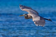 Sea of Cortez Birds  Great Blue Heron : Great Blue Heron