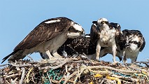 Sea of Cortez, Mexico  Osprey : Osprey