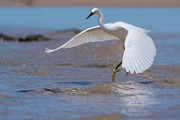 Sea of Cortez  Snowy Egret : Snowy Egret