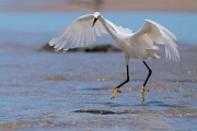 Sea of Cortez  Snowy Egret : Snowy Egret