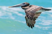 Sea of Cortez  Brown Pelican : Brown Pelican