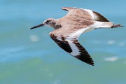 Sea of Cortez  Willet : Willet