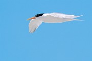 Sea of Cortez  Common Tern : Common Tern