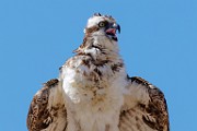 Sea of Cortez  Osprey : Osprey