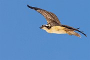 Sea of Cortez  Osprey : Osprey