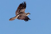 Sea of Cortez  Osprey : Osprey