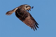 Sea of Cortez  Osprey : Osprey