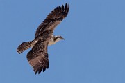 Sea of Cortez  Osprey : Osprey
