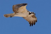 Sea of Cortez  Osprey : Osprey