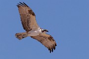 Sea of Cortez  Osprey : Osprey
