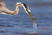 Sea of Cortez  Great Blue Heron : Great Blue Heron