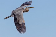 Sea of Cortez  Great Blue Heron : Great Blue Heron