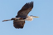 Sea of Cortez  Great Blue Heron : Great Blue Heron
