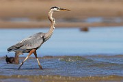 Sea of Cortez  Great Blue Heron : Great Blue Heron