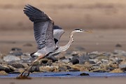 Sea of Cortez  Great Blue Heron : Great Blue Heron