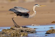 Sea of Cortez  Great Blue Heron : Great Blue Heron