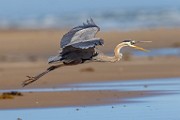 Sea of Cortez  Great Blue Heron : Great Blue Heron
