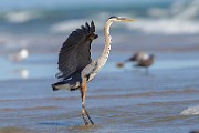 Sea of Cortez  Great Blue Heron : Great Blue Heron