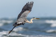 Sea of Cortez  Great Blue Heron : Great Blue Heron