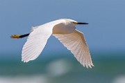 Sea of Cortez  Snowy Egret : Snowy Egret