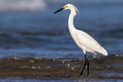 Sea of Cortez  Snowy Egret : Snowy Egret