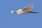 Sea of Cortez  Snowy Egret : Snowy Egret