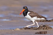 Sea of Cortez  American Oystercatcher : American Oystercatcher