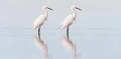 Snowy Egret  Snowy Egret : Snowy Egret