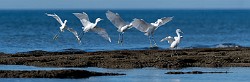 Snowy Egret  Snowy Egret : Snowy Egret
