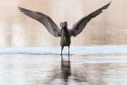 Reddish Egret  Reddish Egret : Reddish Egret