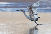 Reddish Egret  Reddish Egret : Reddish Egret