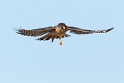 American Kestrel  American Kestrel : American Kestrel
