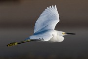 Sea of Cortez 12  Snowy Egret