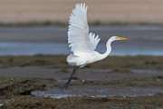 Sea of Cortez 15  Great Egret