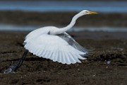 Sea of Cortez 17  Great Egret