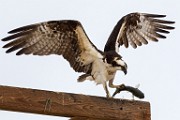 Sea of Cortez 22  Osprey