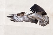 Sea of Cortez Birds -  Osprey : Long-billed Curlew