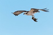 Sea of Cortez Birds -  Osprey : Long-billed Curlew