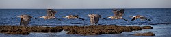 Sea of Cortez
