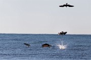 Sea of Cortez
