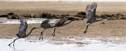 Reddish Egret - Sea of Cortez