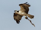 Osprey - Sea of Cortez