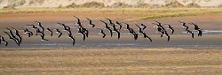 Black Skimmer  Black Skimmer : Black Skimmer