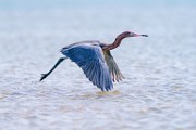 Reddish Egret  Reddish Egret : Reddish Egret